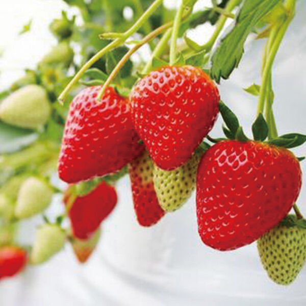 栃木で人気のいちご狩り｜おすすめスポット一覧