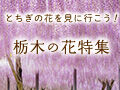 栃木の花特集～とちぎの花を見に行こう！～
