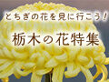 栃木の花特集～とちぎの花を見に行こう！～