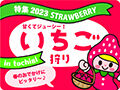 春のお出かけにピッタリ♪栃木のいちご狩り特集2023☆