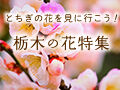 栃木の花特集～とちぎの花を見に行こう！～