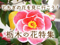 栃木の花特集～とちぎの花を見に行こう！～