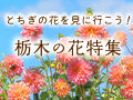 栃木の花特集～とちぎの花を見に行こう！～