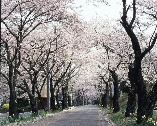 太平山桜まつり