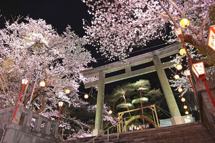 鬼怒川温泉 夜桜ライトアップ～鬼怒川万華郷～