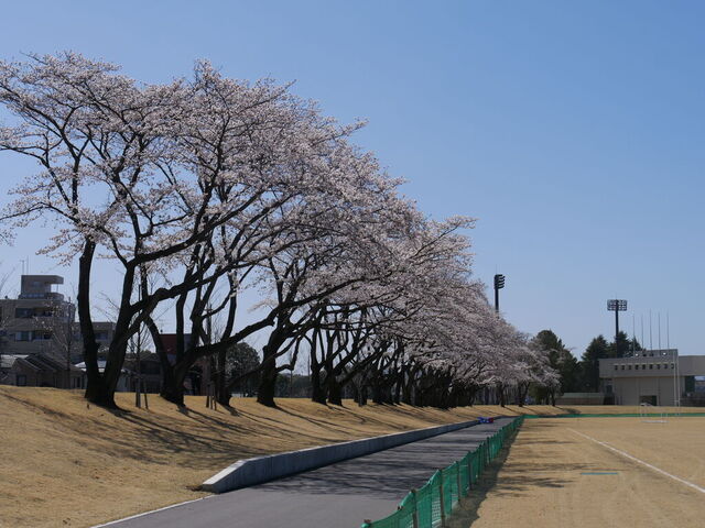 宇都宮エリア 栃木のお花見 桜の名所特集22 栃ナビ