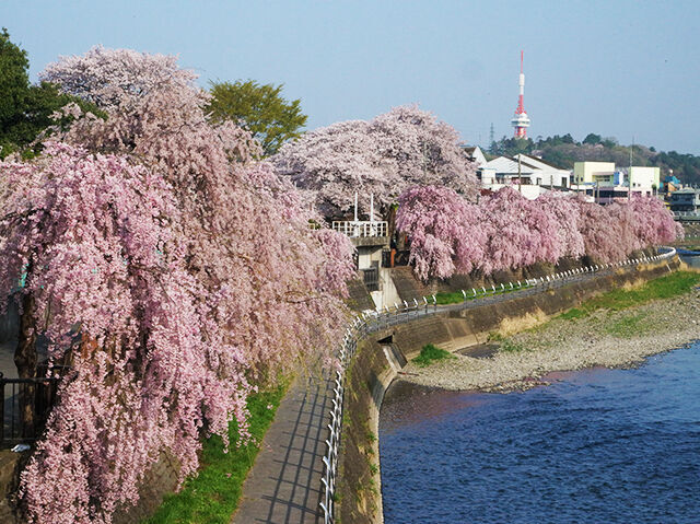 宇都宮エリア 栃木のお花見 桜の名所特集22 栃ナビ