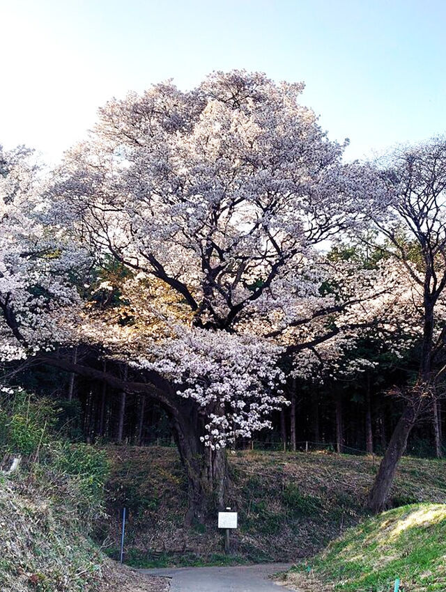 さくら サクラ 桜が満開 第3弾 心に ぐっときた クチコミ 栃ナビ