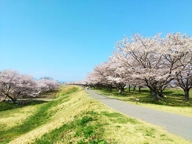 さくら サクラ 桜が満開 第3弾 心に ぐっときた クチコミ 栃ナビ