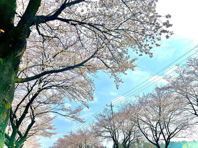 さくら サクラ 桜が満開 第3弾 心に ぐっときた クチコミ 栃ナビ