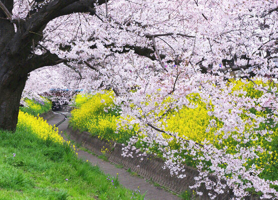 足利 佐野エリア 栃木のお花見 桜の名所特集22 栃ナビ
