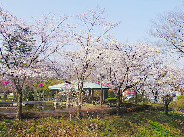 佐野 街で見つけた 桜前線ドライブ 3ページ ネッツンドライブ 栃ナビ