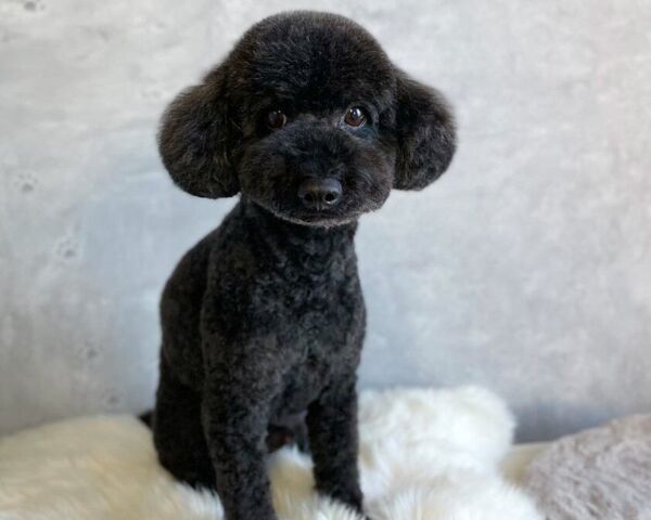 total care dogsalon haconiwa