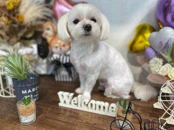 鹿沼ハピネスドッグサロン