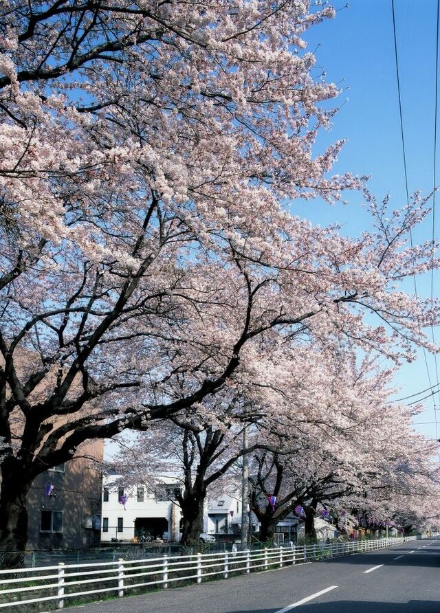 新川の桜並木