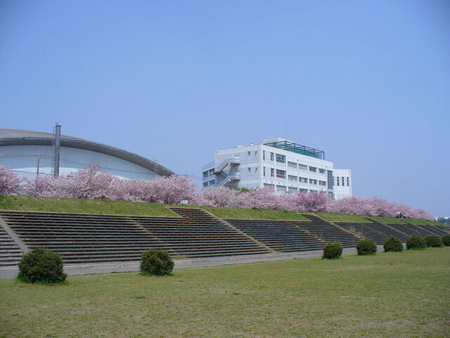 白鴎大学大行寺キャンパス東側 思川桜並木