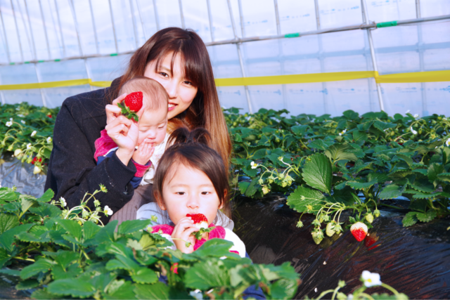 MASHIKO STRAWBERRY FARM