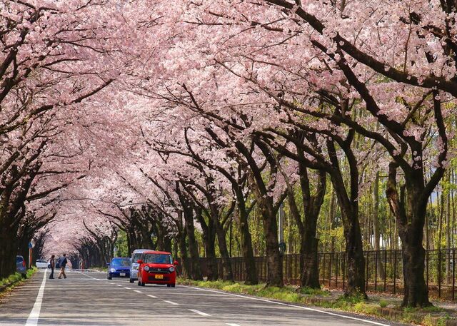 かしの森公園周辺の桜並木