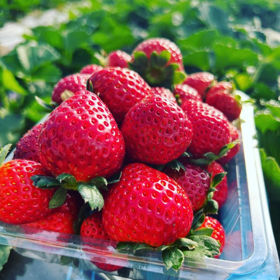 猪野さんちのいちご農園