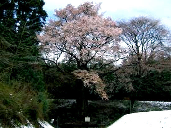 将軍桜