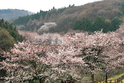 西方総合公園（西方ふれあいパーク）