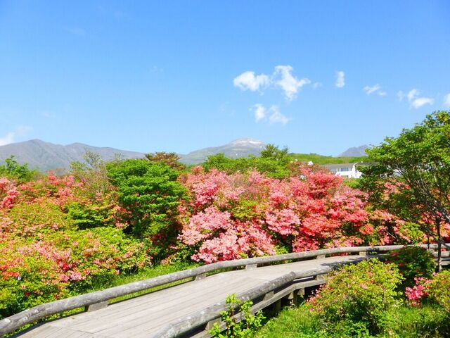 八幡のつつじ群落／つつじ吊橋