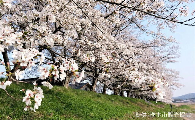 宮の桜堤