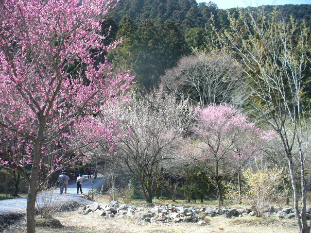 四季の森星野