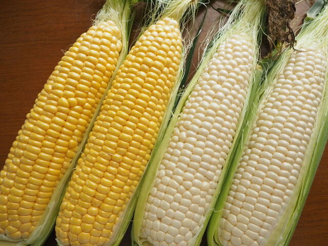 smile vegetable　和久井