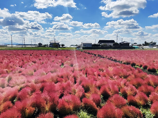 東高橋のコキア