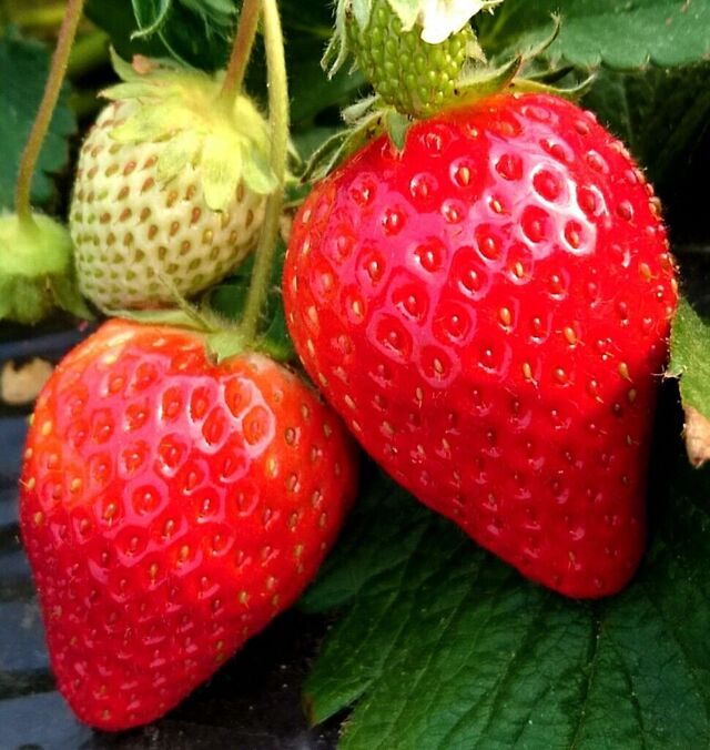 野口英雄いちご園