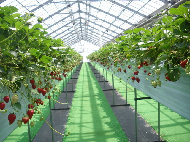 那須高原農園 いちごの森