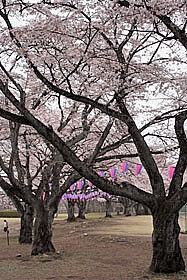黒磯公園