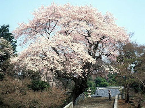 慈光寺