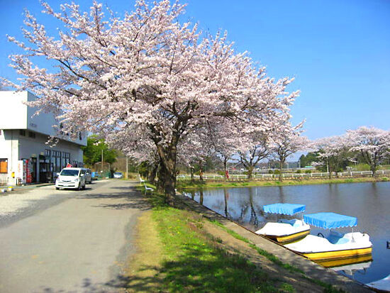 鹿沼錦鯉公園