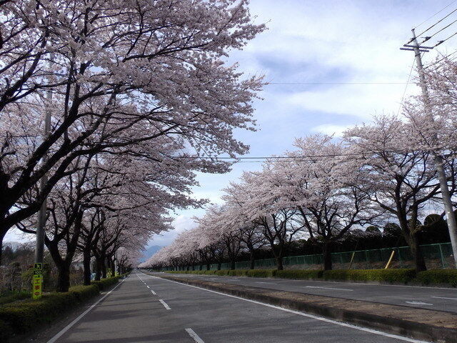 野崎第二工業団地の桜並木