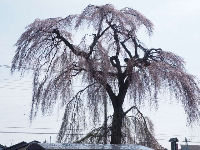 江曽島本町の枝垂桜