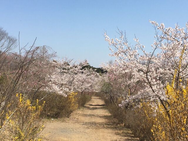 樹の花自然園 花の山