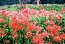 簑沢彼岸花群生地