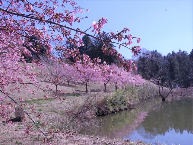 円道寺池
