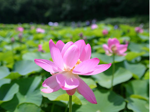 栃木の花特集