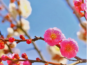 栃木の花特集