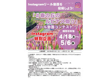 「春の丘のルピナス祭り2026」イベント詳細!