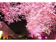 「にのみやナイトブロッサム」夜桜風景