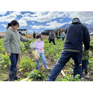 大根はてごわかった(当日の収穫物は未定)