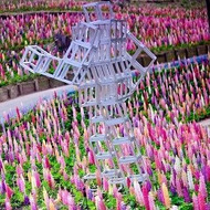 SNSフォトコンテスト