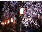 夜桜を見に初め...