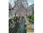 しだれ桜が満開...