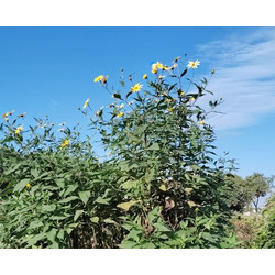手打ちうどん ぐう手