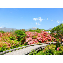 八幡のつつじ群落/つつじ吊橋